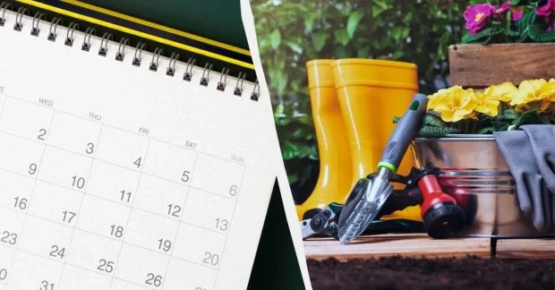 У ці дні серпня город краще не чіпати: місячний календар для садівників