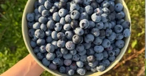 Серцю сподобаються ці 5 продуктів: лікарка радить їсти їх частіше