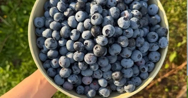 Серцю сподобаються ці 5 продуктів: лікарка радить їсти їх частіше