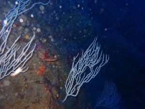 Корали знайшли захист від морської спеки: печера знизила смертність у 17 разів